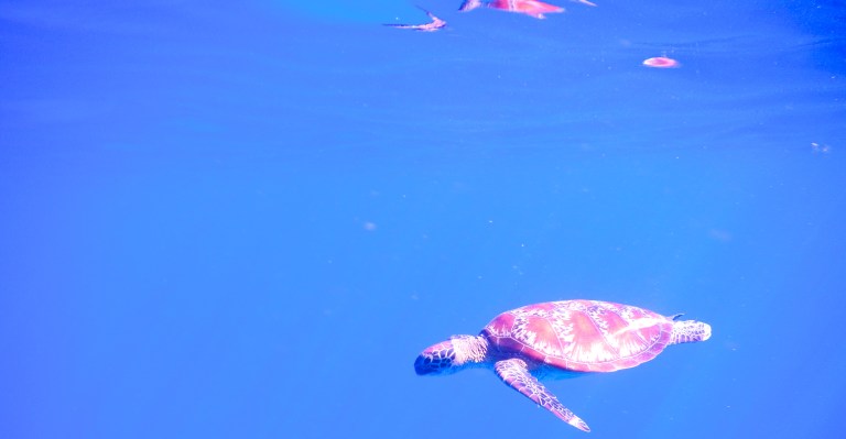 great barrier reef