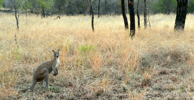 undara experience australia