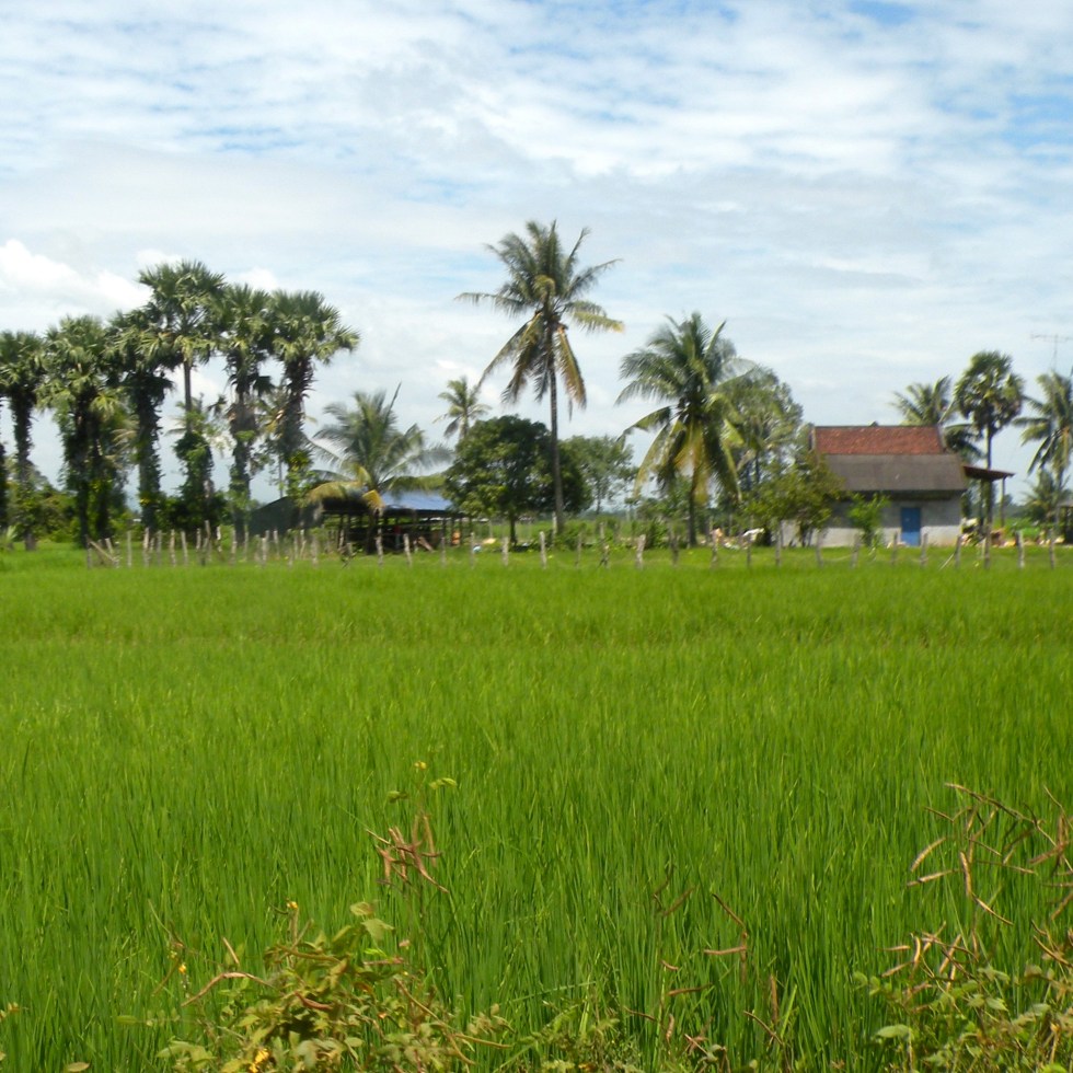 Kampot Cambodia work in the field