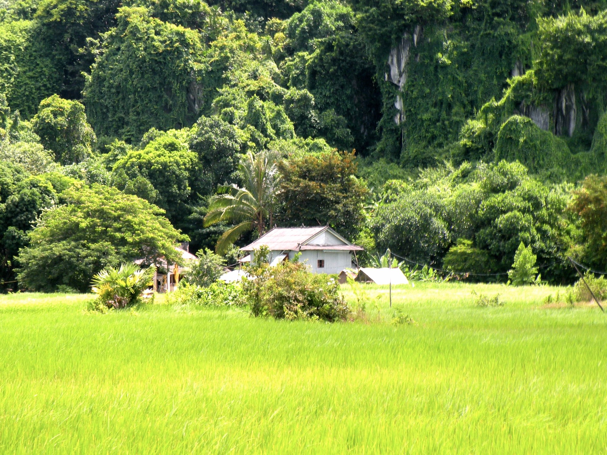 interview iDE org in Cambodia for tomato farm international women's day
