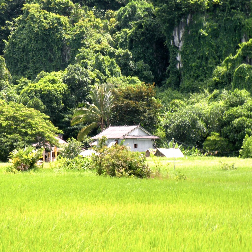 interview iDE org in Cambodia for tomato farm international women's day
