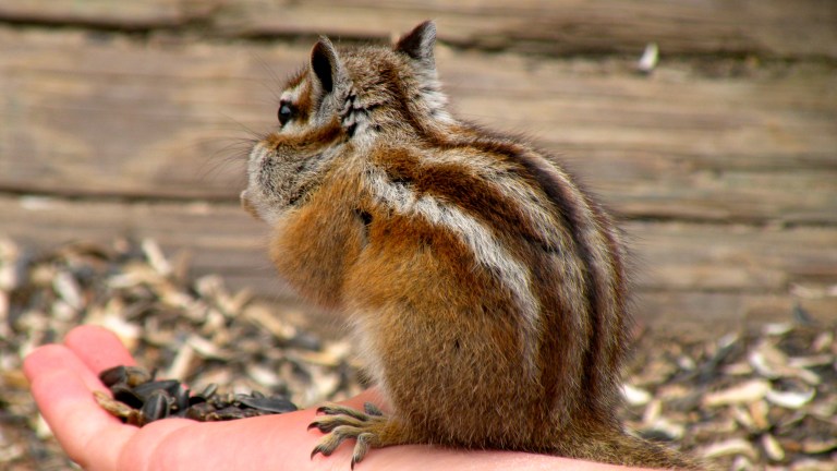 feeding squirrels at st elmo ghost town 